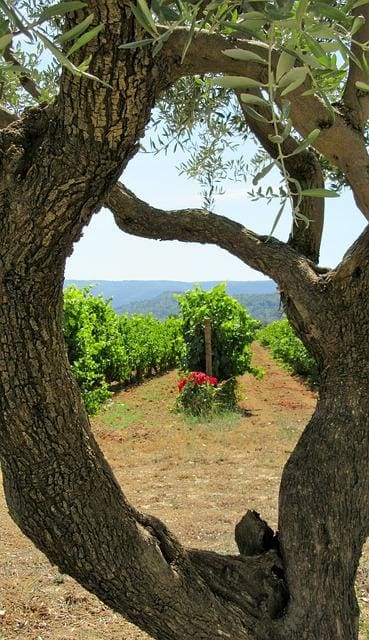 Provence vin marker