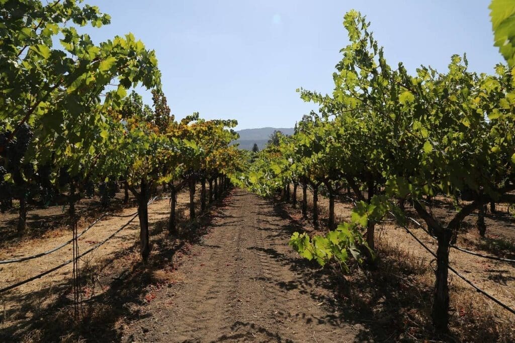 Cabernet Sauvignong fra Napa Valley