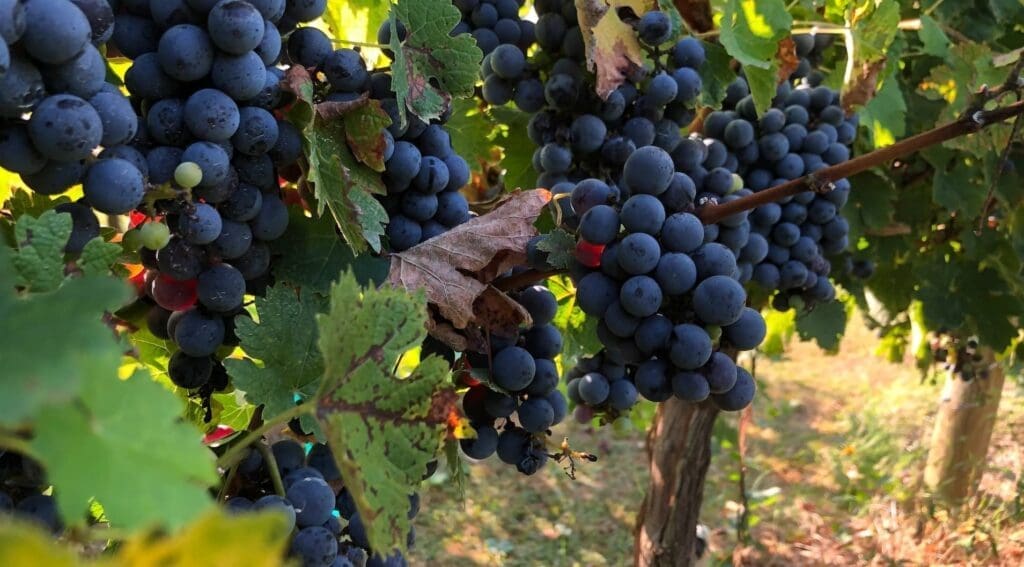 Cabernet Franc